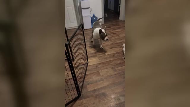 Video preview image #4 American Bully Puppy For Sale in HARRISBURG, PA, USA