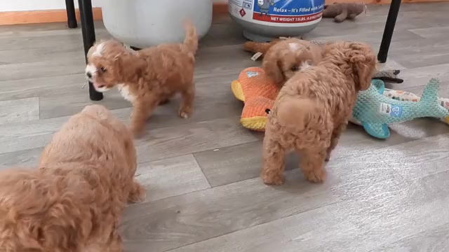 Video preview image #1 Cavapoo Puppy For Sale in CARLISLE, KY, USA