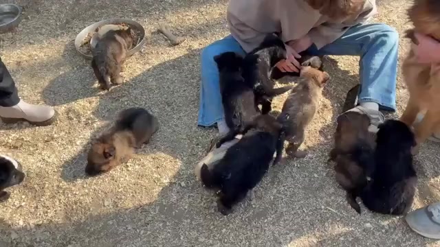 Video preview image #4 German Shepherd Dog Puppy For Sale in NEWVILLE, PA, USA