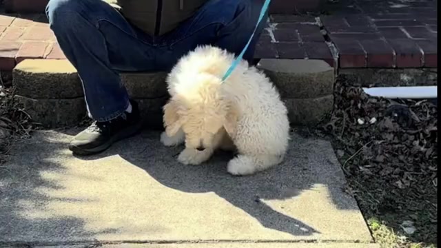 Video preview image #5 Goldendoodle Puppy For Sale in ORANGE, CT, USA