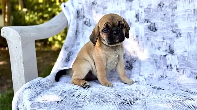 Video preview image #2 Puggle Puppy For Sale in WAKARUSA, IN, USA