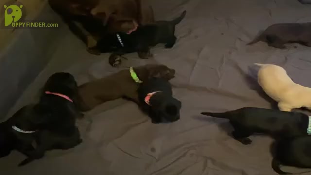 Video preview image #3  Breeder Profile in CHARLOTTE, NC, USA