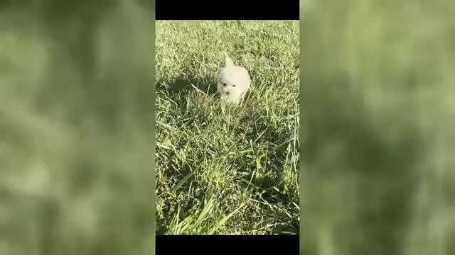 Video preview image #1 Maltipoo Puppy For Sale in WARSAW, IN, USA