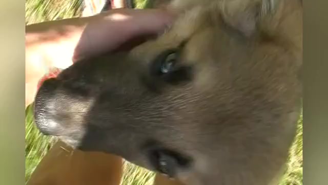Video preview image #1 German Shepherd Dog Puppy For Sale in PIEDMONT, MO, USA