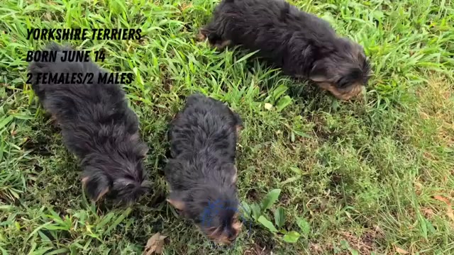 Video preview image #2 Yorkshire Terrier Puppy For Sale in GOSHEN, IN, USA
