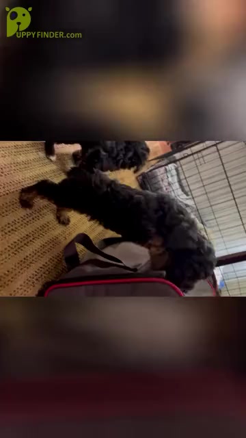 Video preview image #1 Poodle (Toy) Puppy For Sale in ARLINGTON HTS, IL, USA
