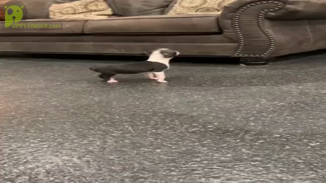 Video preview image #2 Boston Terrier Puppy For Sale in WARSAW, IN, USA