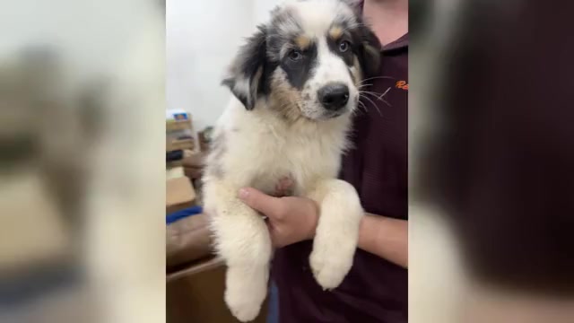 Video preview image #4 Australian Shepherd Puppy For Sale in TYLER, TX, USA