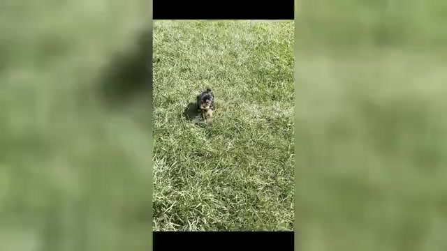 Video preview image #1 Morkie Puppy For Sale in WARSAW, IN, USA