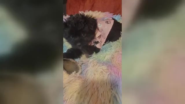 Video preview image #1 Yorkshire Terrier Puppy For Sale in AKRON, OH, USA