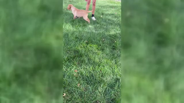 Video preview image #3 Labrador Retriever Puppy For Sale in SYRACUSE, IN, USA