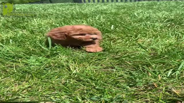 Video preview image #17 Poodle (Miniature) Puppy For Sale in WARSAW, IN, USA