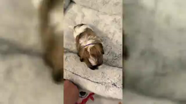 Video preview image #4 Zuchon Puppy For Sale in CLERMONT, FL, USA
