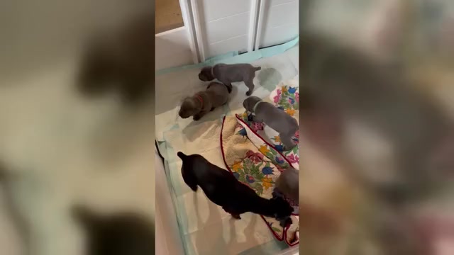 Video preview image #3 Cane Corso Puppy For Sale in SUFFOLK, VA, USA