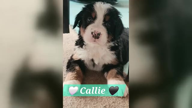Video preview image #1 Bernese Mountain Dog Puppy For Sale in SUPERIOR, WI, USA