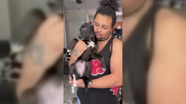 Video preview image #3 American Staffordshire Terrier-Siberian Husky Mix Puppy For Sale in SNEADS FERRY, NC, USA