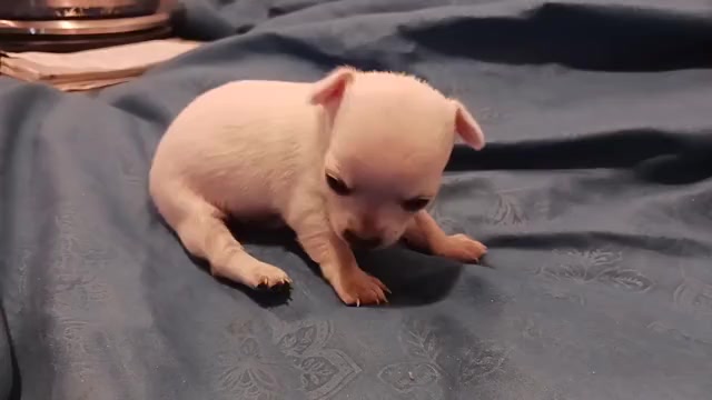 Video preview image #2 Chihuahua Puppy For Sale in BELLE FOURCHE, SD, USA