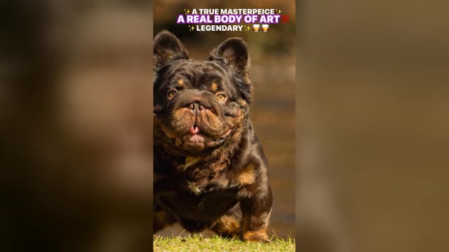 Video preview image #1  Breeder Profile in BRIDGEWATER, MA, USA