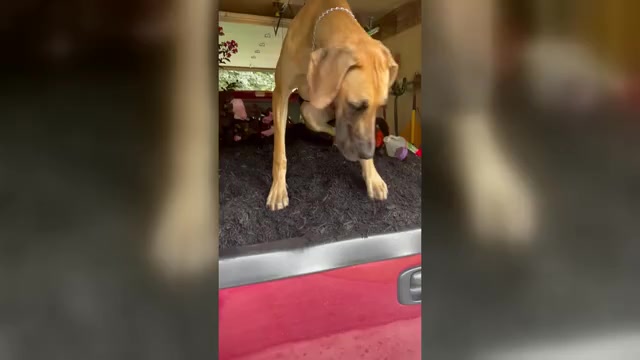 Video preview image #2 Great Dane Puppy For Sale in NEWARK, OH, USA