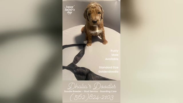 Video preview image #4 Goldendoodle Puppy For Sale in BREA, CA, USA
