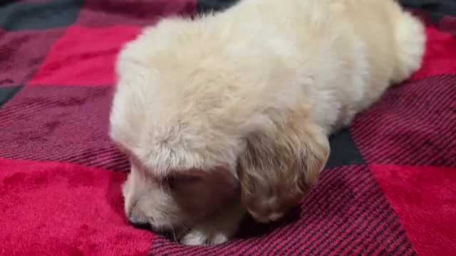 Video preview image #2 Goldendoodle Puppy For Sale in DUBLIN, TX, USA