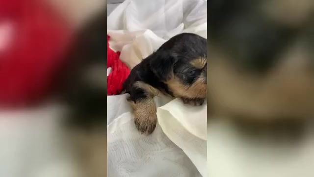 Video preview image #1 Yorkshire Terrier Puppy For Sale in ROCK HILL, SC, USA