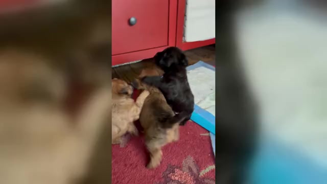 Video preview image #1 Poocan Puppy For Sale in FAIR OAKS, CA, USA