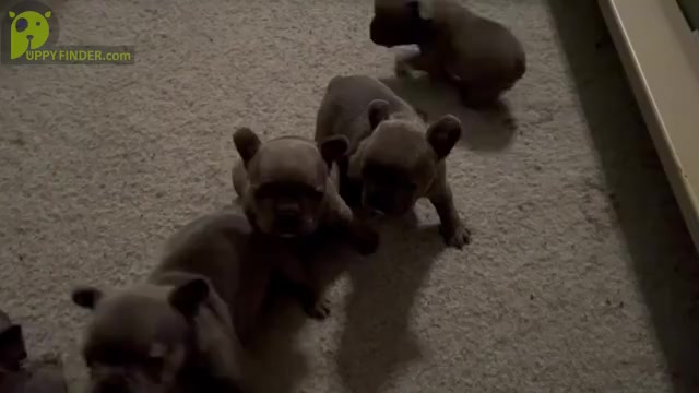 Video preview image #1 French Bulldog Puppy For Sale in SLIDELL, LA, USA