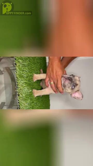 Video preview image #17 French Bulldog Puppy For Sale in OPA LOCKA, FL, USA