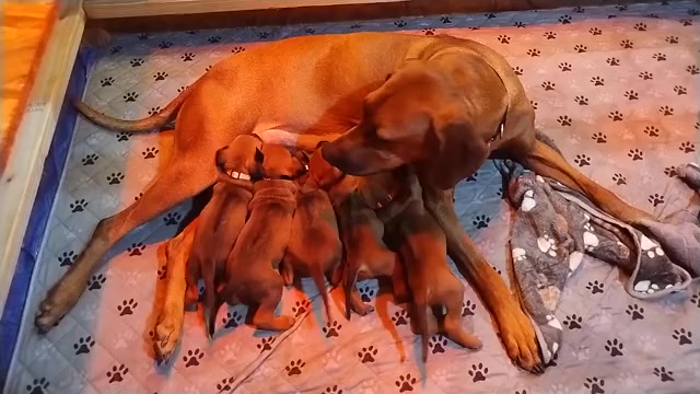 Video preview image #6  Breeder Profile in ONEIDA, TN, USA