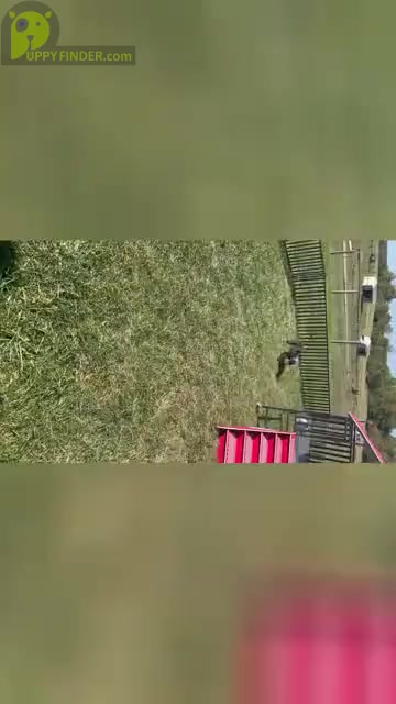 Video preview image #3 Doberman Pinscher Puppy For Sale in WARSAW, IN, USA