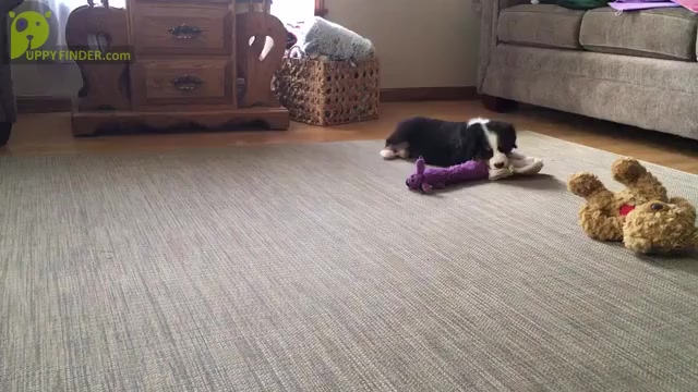 Video preview image #2 Bernese Mountain Dog Puppy For Sale in CLARE, MI, USA