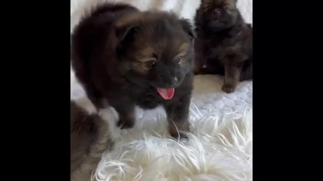 Video preview image #1 Pomeranian Puppy For Sale in ROCK STREAM, NY, USA