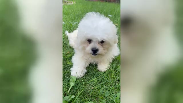Video preview image #2 Zuchon Puppy For Sale in FAIRBANK, IA, USA