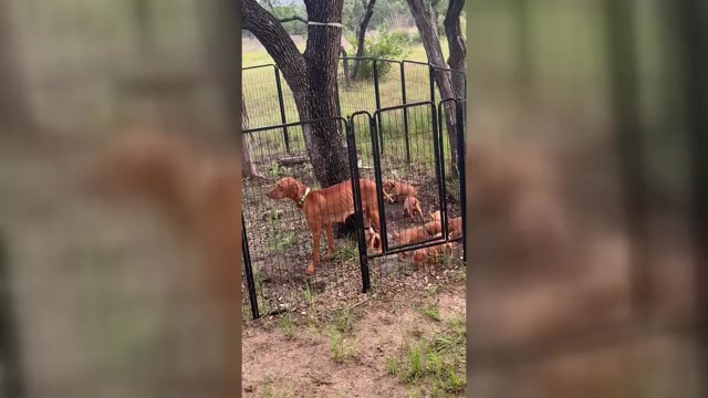 Video preview image #2 Vizsla Puppy For Sale in FISCHER, TX, USA
