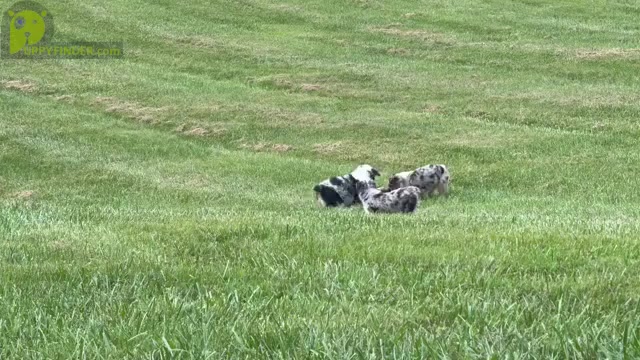 Video preview image #5  Breeder Profile in MILLS RIVER, NC, USA