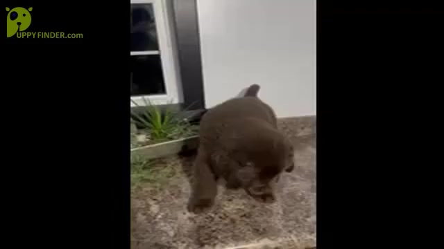 Video preview image #6 Newfoundland Puppy For Sale in SHIPSHEWANA, IN, USA