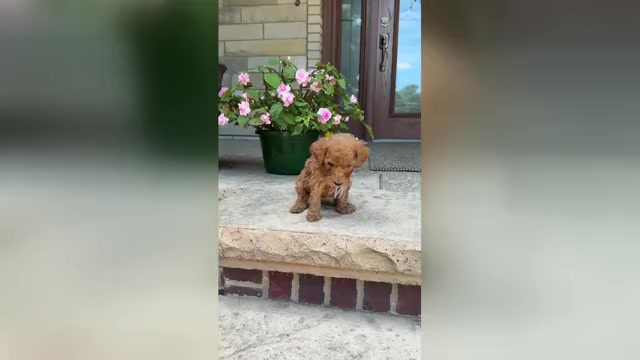 Video preview image #1 Poodle (Standard) Puppy For Sale in WOLCOTT, IN, USA