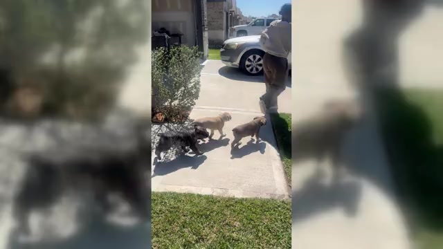 Video preview image #5 Cane Corso-Mastiff Mix Puppy For Sale in NEW CANEY, TX, USA