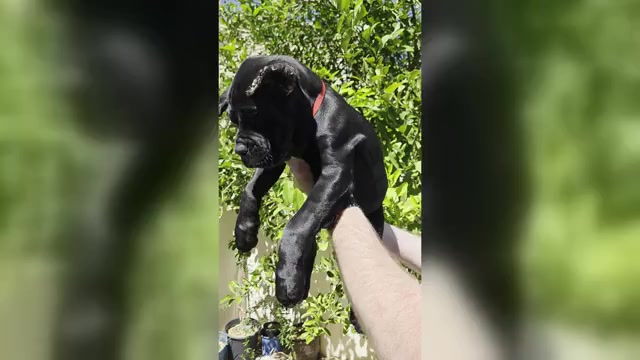 Video preview image #1 Cane Corso Puppy For Sale in LAS VEGAS, NV, USA
