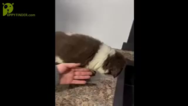 Video preview image #2 Newfoundland Puppy For Sale in SHIPSHEWANA, IN, USA