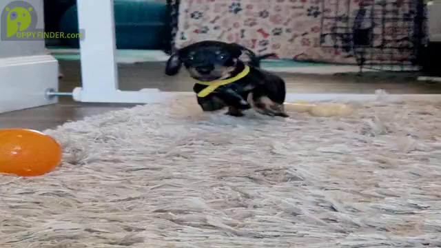 Video preview image #4 Dachshund Puppy For Sale in THORNTON, CO, USA