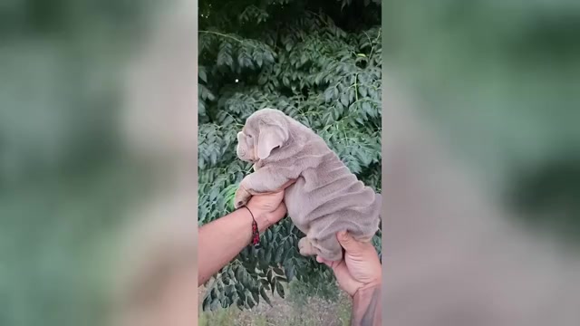 Video preview image #2 English Bulldog Puppy For Sale in FORT LAUDERDALE, FL, USA