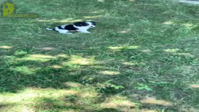 Video preview image #22 Cavalier King Charles Spaniel Puppy For Sale in WARSAW, IN, USA