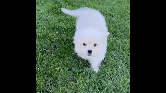 Video preview image #1 Cav-A-Malt Puppy For Sale in ROCK STREAM, NY, USA