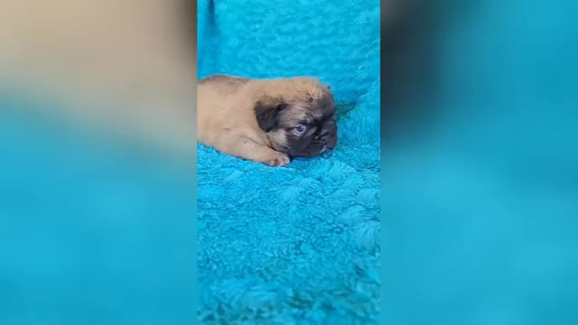 Video preview image #1 French Bulldog Puppy For Sale in LAS VEGAS, NV, USA