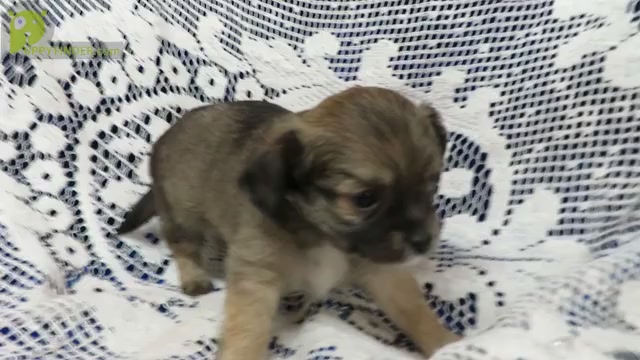 Video preview image #4 Chihuahua Puppy For Sale in GROVESPRING, MO, USA