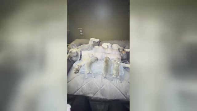 Video preview image #2 French Bulldog Puppy For Sale in WEXFORD, PA, USA