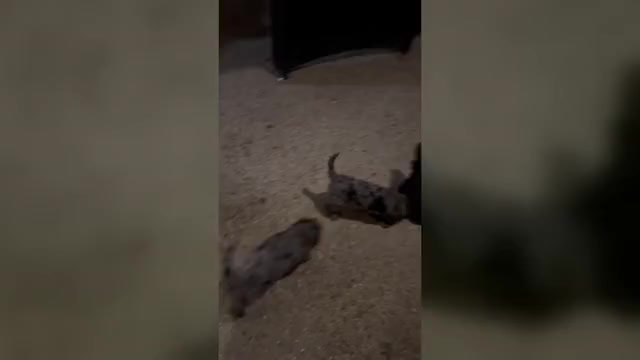 Video preview image #4 Labradoodle Puppy For Sale in PRAIRIEVILLE, LA, USA