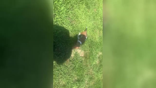 Video preview image #1 Dachshund Puppy For Sale in CASSVILLE, MO, USA